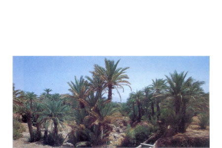 palmeras se distribuyen en el área circumtropical de la tierra